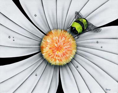 Michael Godard Bumble Bee, White Daisy Flower (G)